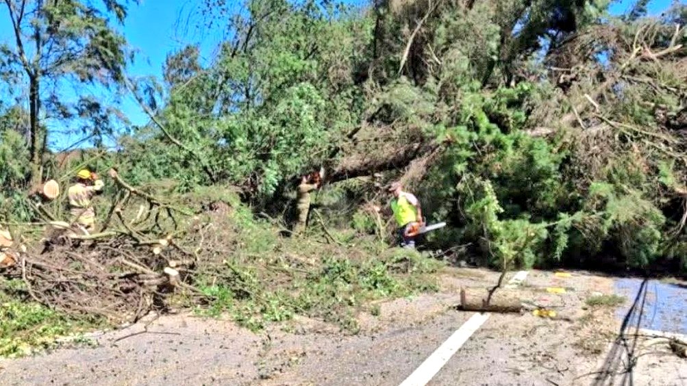 2016cruce's tweet image. ✅ Ruta #lanco - #Panguipulli cortada por caída de Árboles equipos de emergencia trabajan en el lugar.

#losrios #valdiviacl #chile #rutacortada