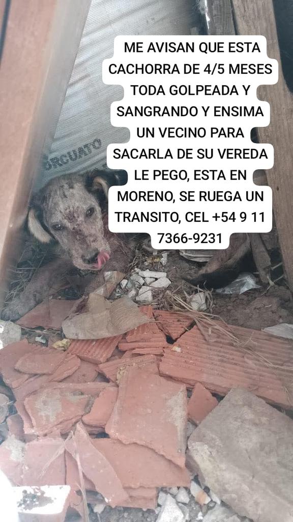 patripeyrou's tweet image. Rt
Difundimos 
Ayuda urgente