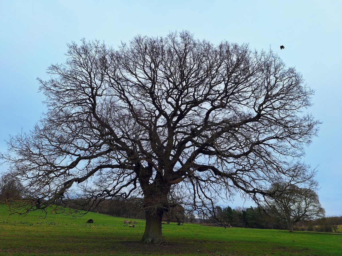 A posh parkland Oak #TreeClub