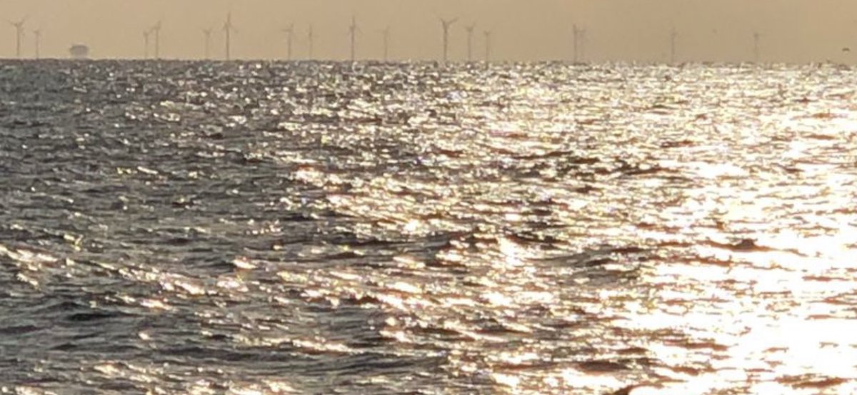 Branching out #BIGSea