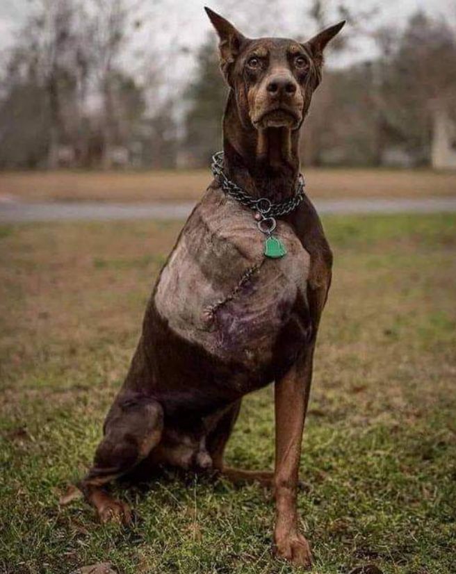 Best in Dogs tweet media