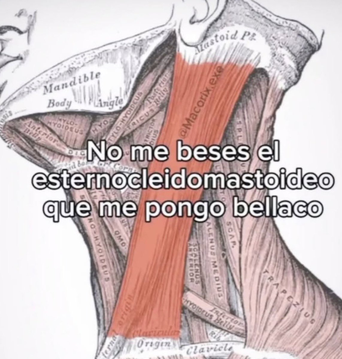 Memakker's tweet image. 