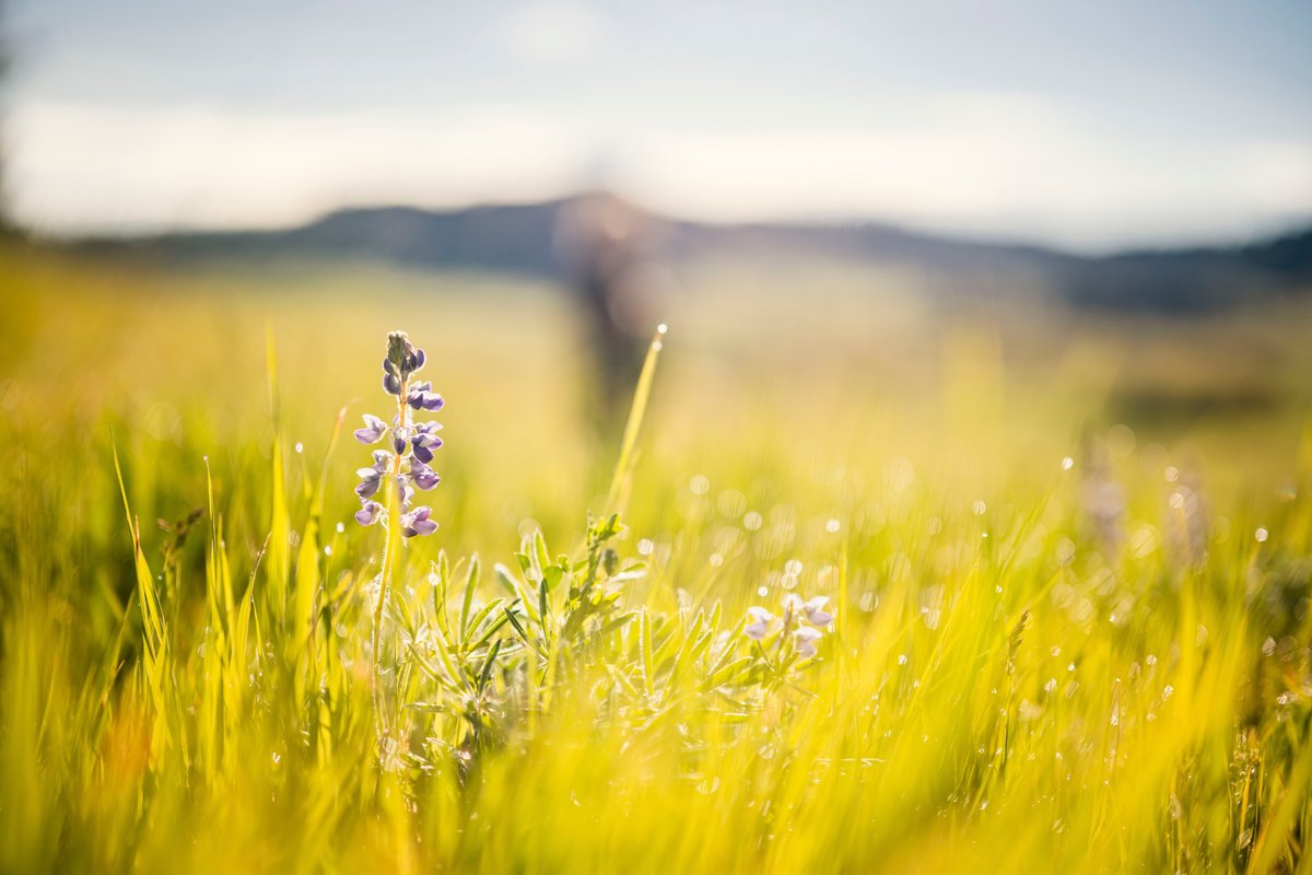 Native Farm Bill Coalition tweet media