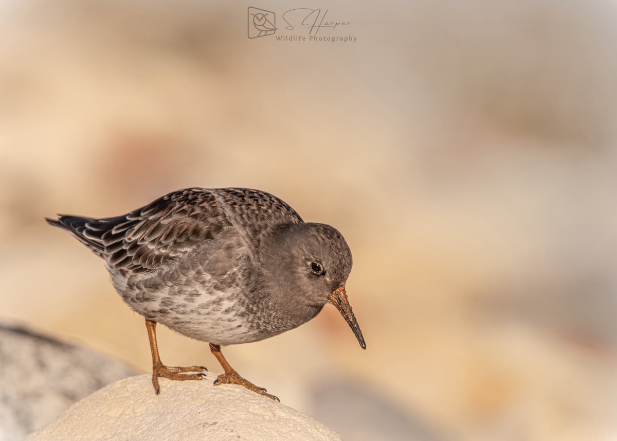 shaneyoda82's tweet photo. Thanks @ShaunORourke7 A day out to the north east coast photographing these stunning Purple Sandpipers in the winter sunshine βοΈ . @teesbirds1 @teeswildlife @DurhamBirdClub @Natures_Voice @waderquest #aquest4waders https://t.co/x3IpCSoHrP