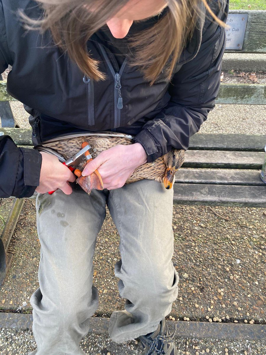 South Essex Ringing Group tweet media