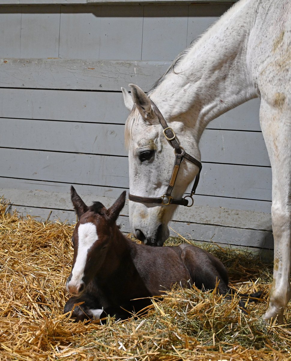 Gainesway's tweet photo. On January 1, every Thoroughbred in the Northern Hemisphere turns a year older. This morning, we celebrated in the best way possible with the arrival of MUTH’S very first foal! 😍 a sweet filly to kick off the year ✨ #Muth #FirstFoal https://t.co/sueJyYybZK