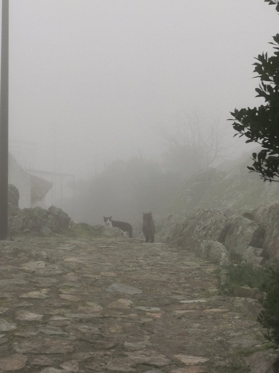 🌟Reyiell...➡️ DreamHack🌟 tweet media