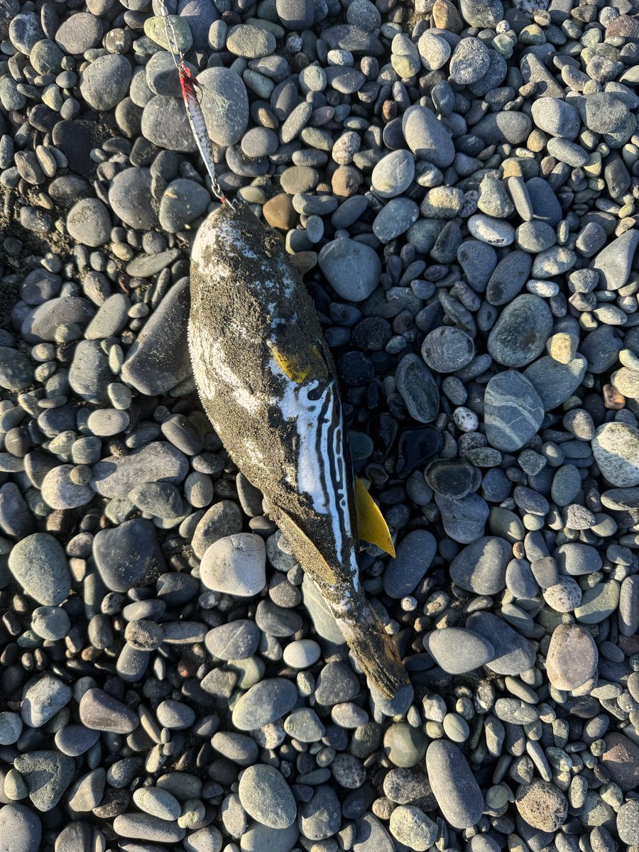 BKatumoto's tweet photo. #今年最初の魚
シマフグ、ダツ😖 https://t.co/pq6xGm20bS