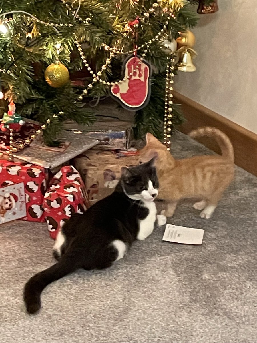 SoxandD's tweet photo. Happy #throwbackthursday to our first crispmouse- love from #bossTeddy 🦁 and lil Luna 😻⭐🎅🎄🌹🐾💕❤️

Happy #newyear pals 🥳🎉

#CatsOfTwitter #January1st #fursday #HappyNewYear2026 #catsofX https://t.co/0HOgWbkOXF