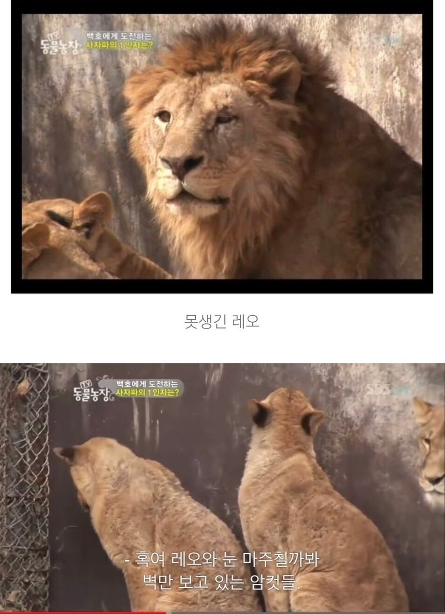 orangeb1221's tweet image. 즈그들끼리 무슨 야차를 어떻게 뜨든 암컷은 자기 취향대로 예쁜 놈 고르는 것또한 자연의 이치라는 사실도 꾸준히 이야기해야 합니다.