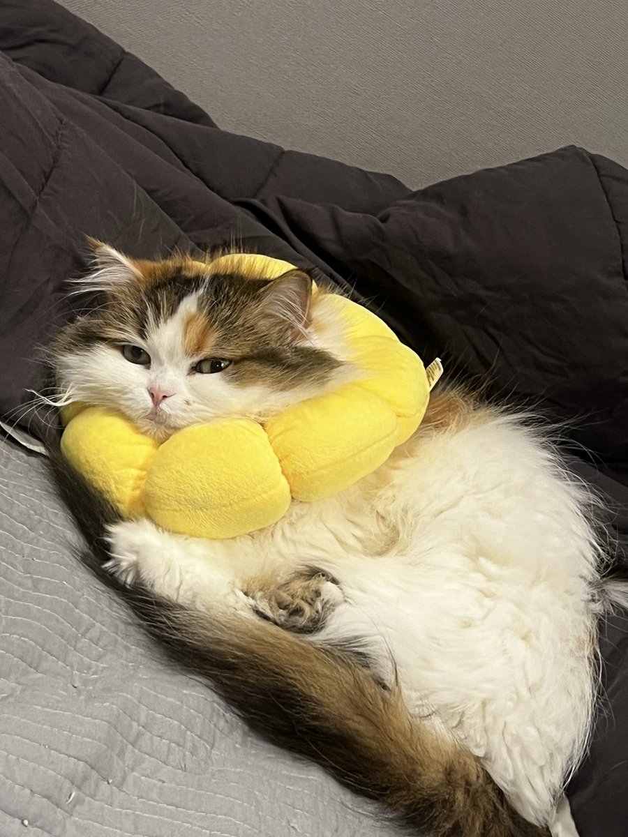 새해를 맞아 아픈 고양이….