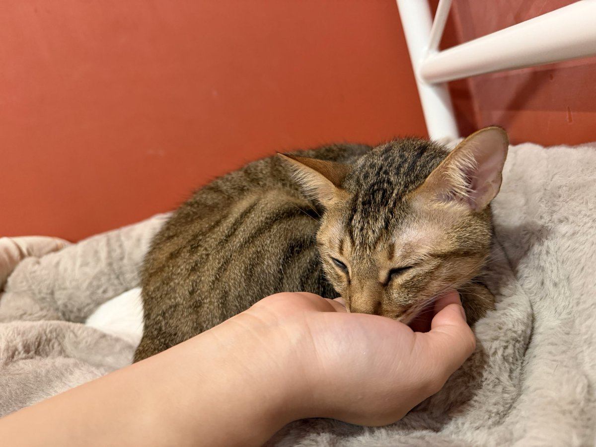 新年快樂，2026第一場2222由我主持😌
最近BDSM濃度偏低，大概會全場耍廢_(:з」∠)_

第一次參加請填：docs.google.com/forms/d/e/1FAI