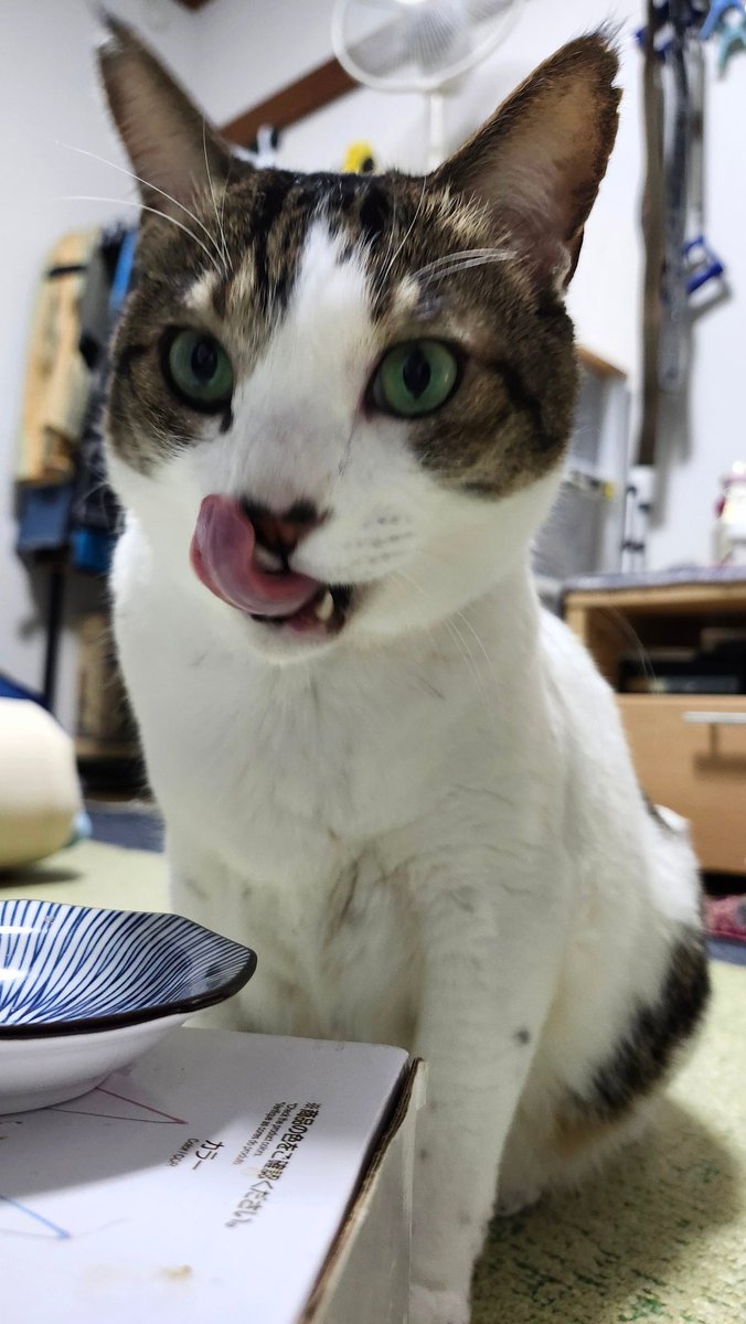 nikuQ365's tweet image. 🐾♥️🐾　🎍(=^ェ^=)🎍