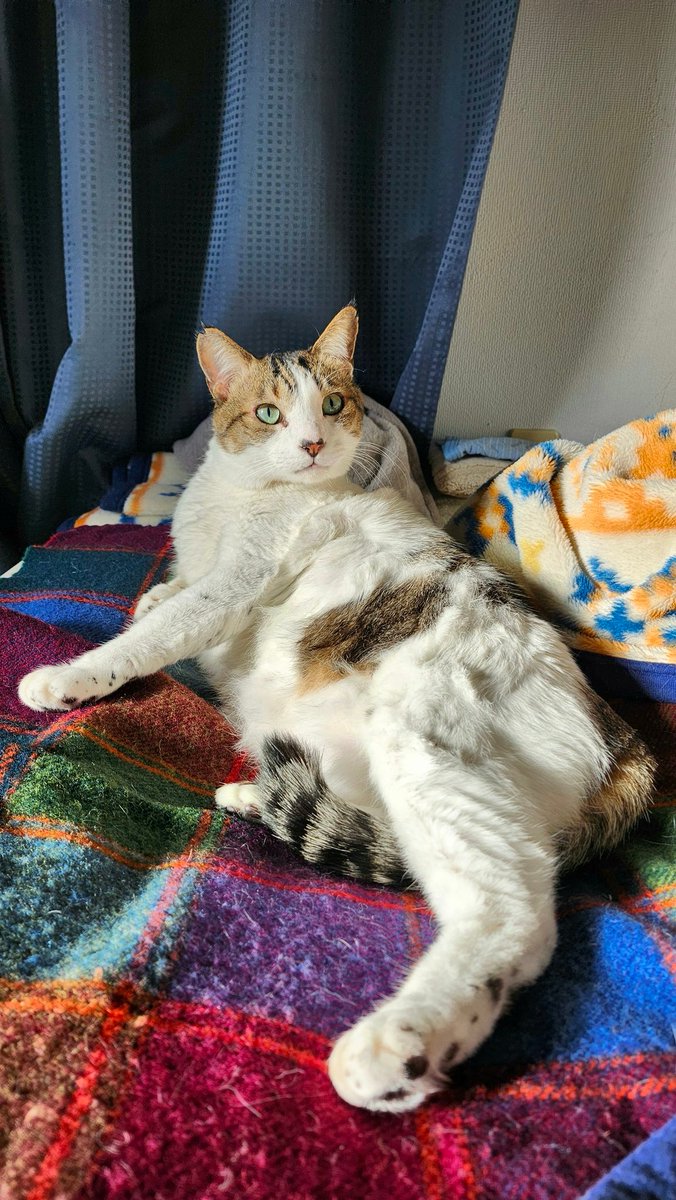 nikuQ365's tweet image. 🐾♥️🐾　🎍(=^ェ^=)🎍