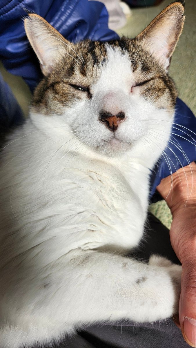 nikuQ365's tweet image. 🐾♥️🐾　🎍(=^ェ^=)🎍