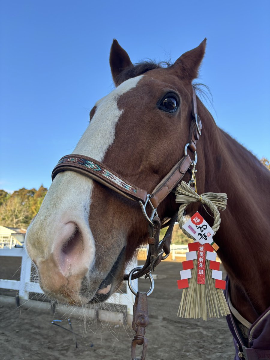 馬です シアワセデスカ (Shiawasedesuka) | 競走馬データ - netkeiba