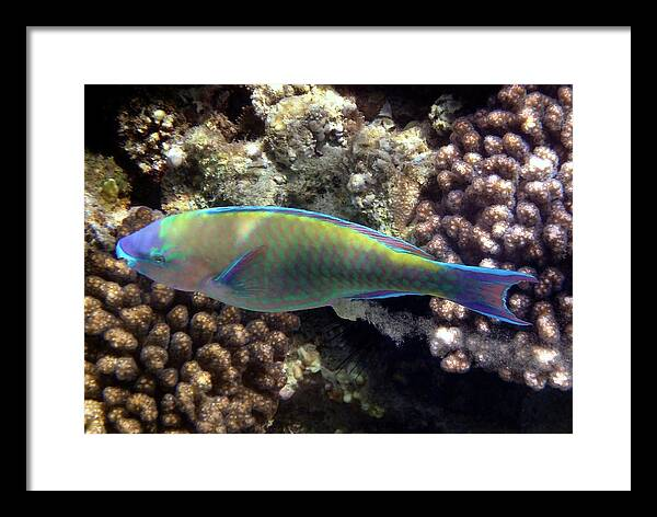 HurmerintaArt's tweet photo. Bullethead Parrotfish Makadi Bay.
Underwater photography.
Nature photography.
#wallart #giftidea #parrotfish #artfor2026 https://t.co/h8ZPQX5YkU https://t.co/LWo6LiI4Ix