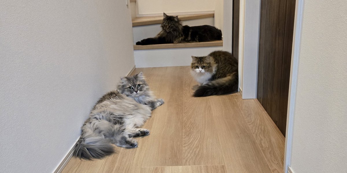 猫たち、あけおめ