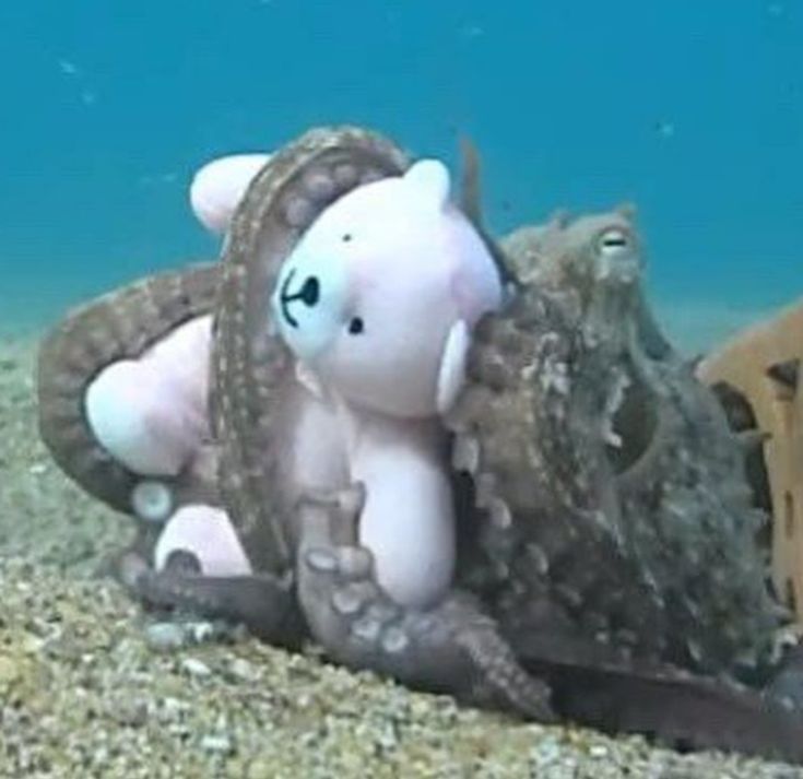 Who up cuddling thjey plush rn ⁠^⁠^