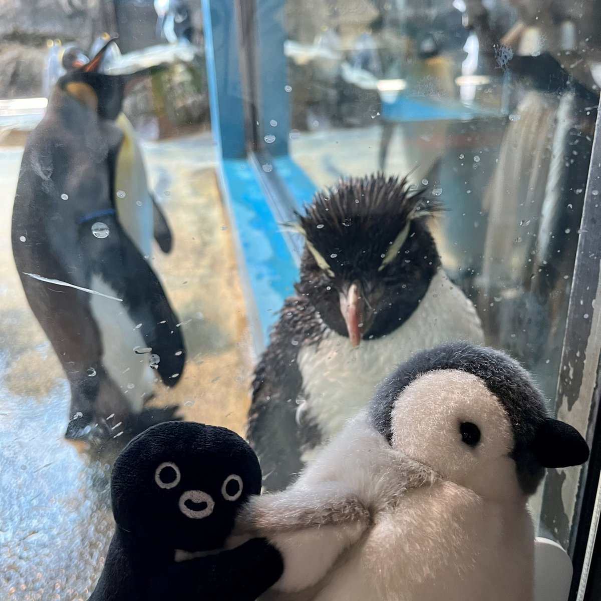 🐧💦🐧
お、お姉ペン！すごく睨まれてる気がするのんだよー。ぺ、ペンちゃん！お姉ペンもガクガクなの。目を合わせちゃダメよ))📢🐧