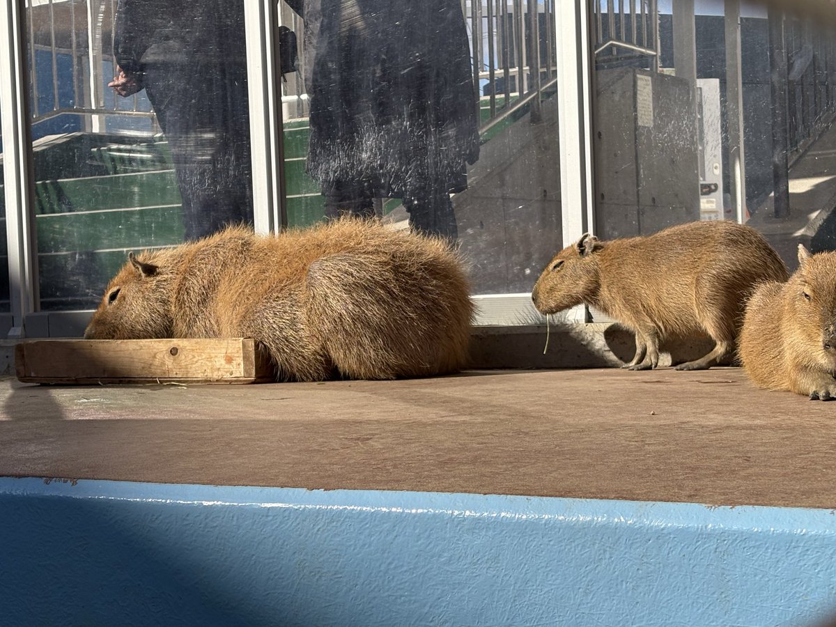 カピバラ saitama2307zoo1.png
