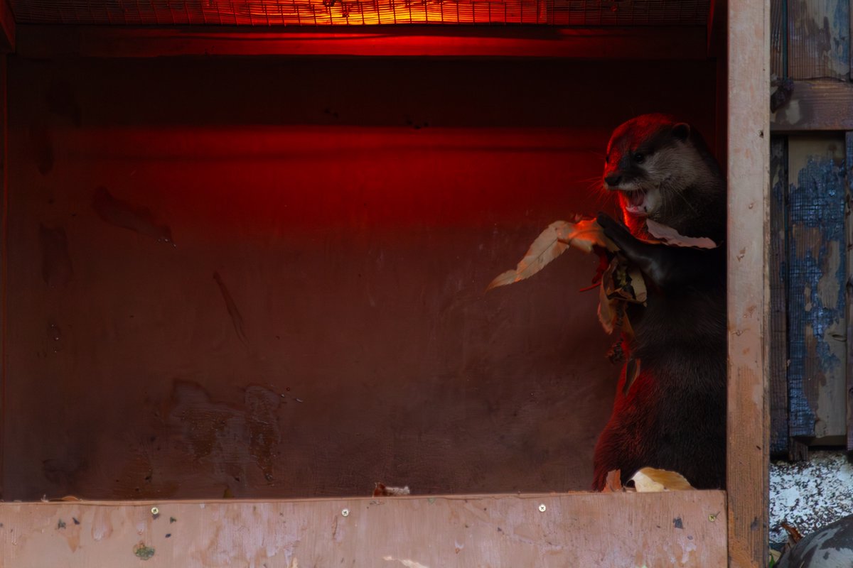 今年最初の #つイタチだしイタチの画像あげていこうぜ

#コツメカワウソ #埼玉県こども動物自然公園