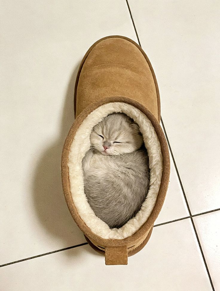 nekocatts's tweet image. Smol 🤏