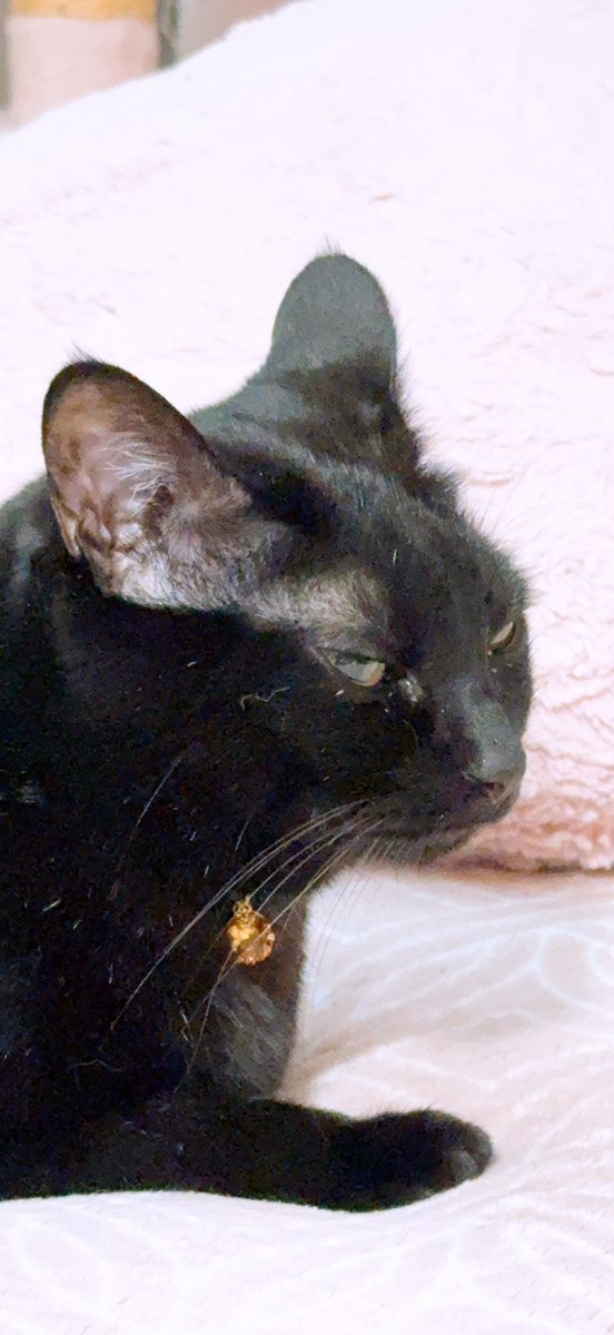 とらねこ✩プロフィール確認お願いします✩ 左さくら耳、短尾、鈴付き首輪(セーフティ)キジトラ探しています。