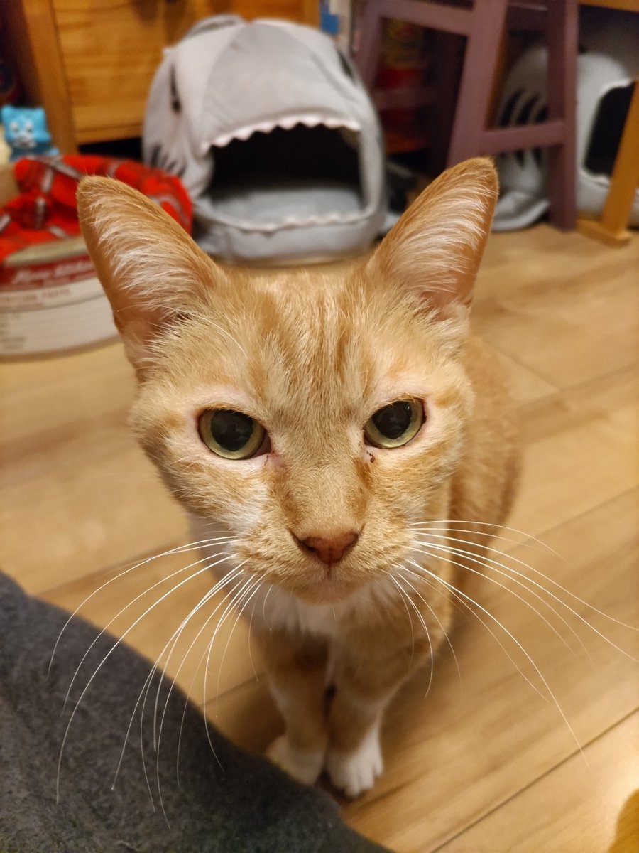 okaji26's tweet photo. 新年明けましておめでとう〜🐈🎍🎌

#猫のいる暮らし𓃠 
#猫好きさんと繫がりたい𓏲𓎨 
#茶トラ白
#元旦 https://t.co/lrQz6M9T9i