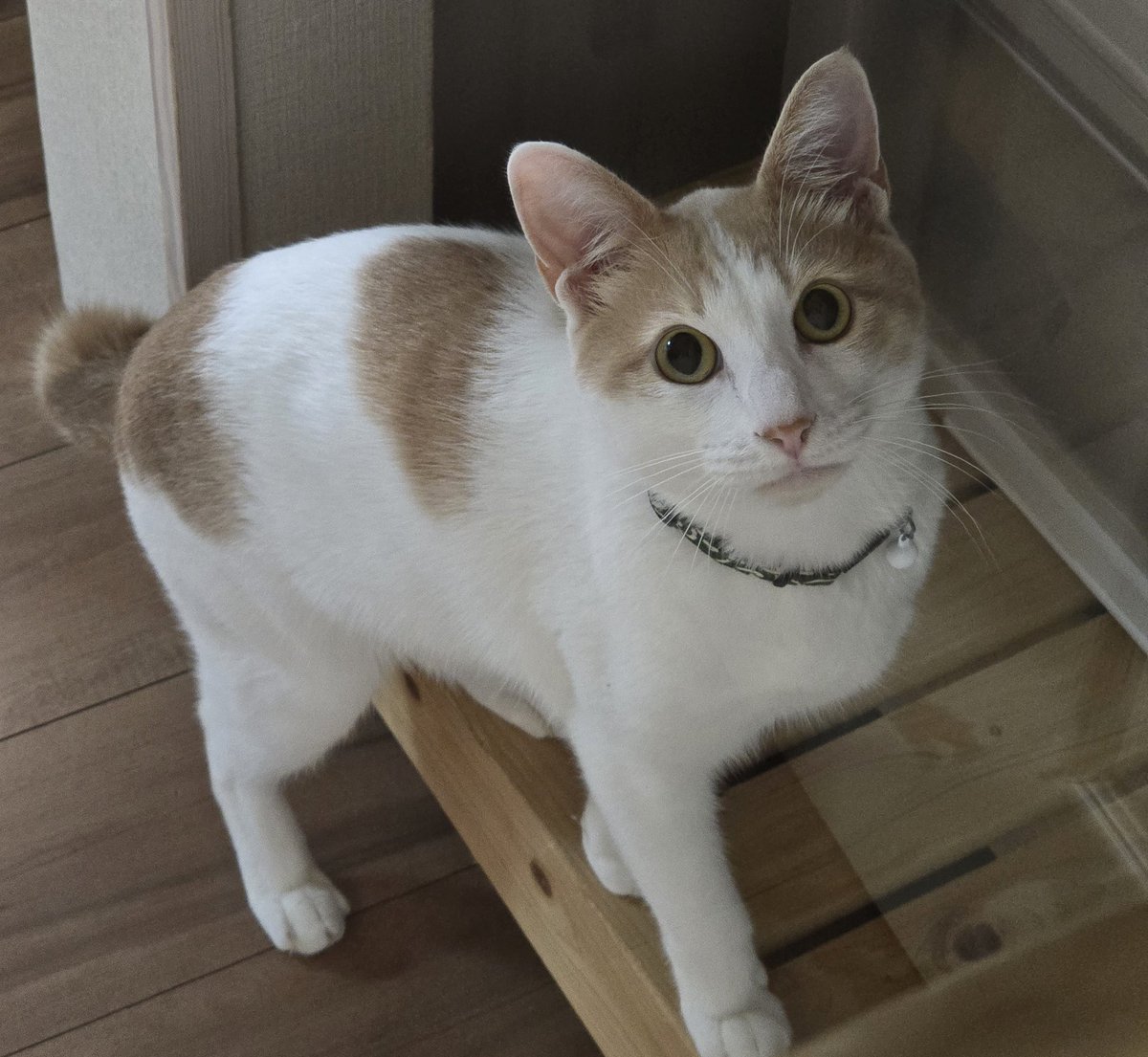 urinekoneko's tweet photo. あけましておめでとうございます‼️子猫の時から食い意地だけは変わりませんが、本年もよろしくお願いします🙇‍♂️

#ねこ
#猫好きさんと繋がりたい https://t.co/3G6j0qz1k6