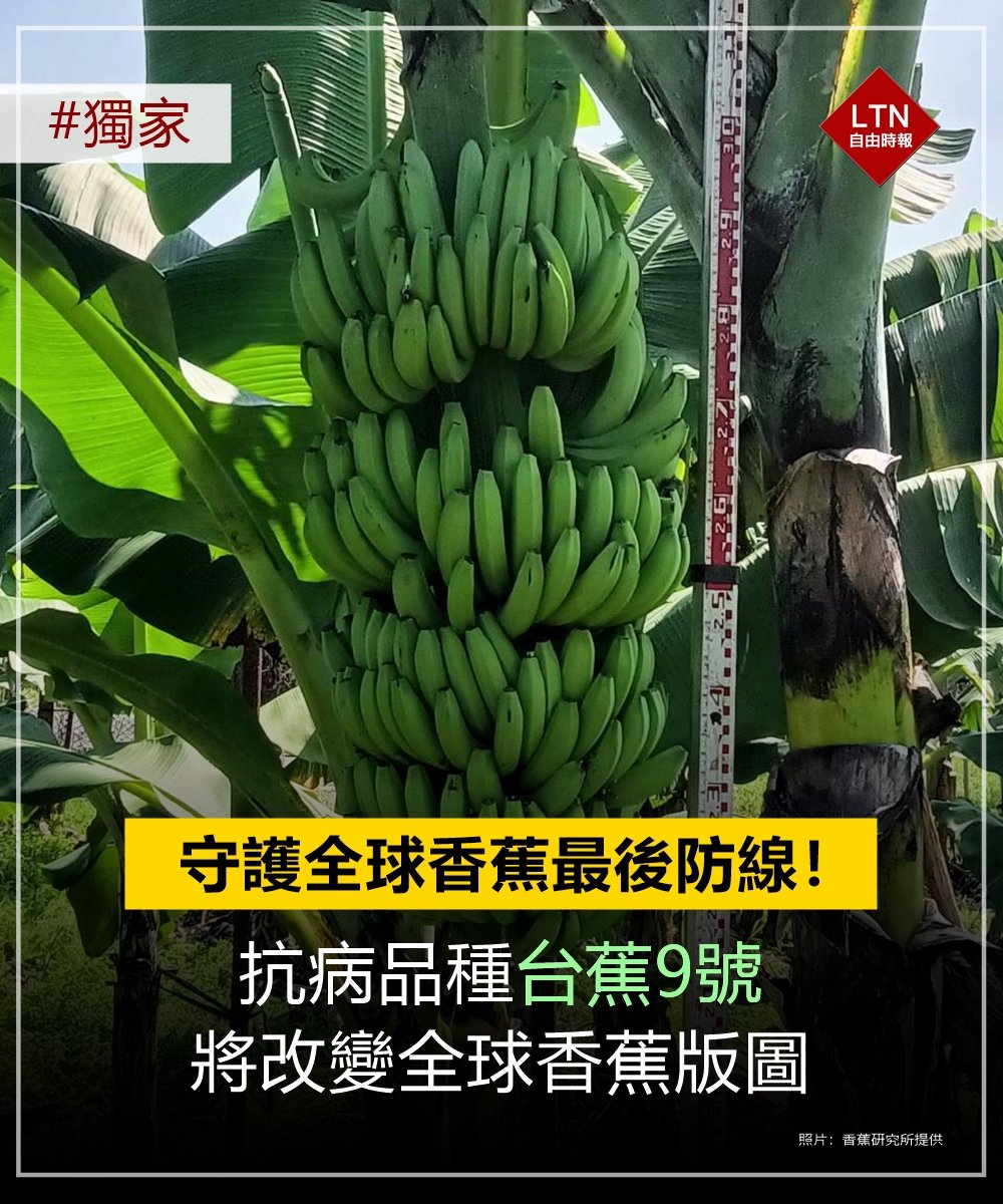 臺湾懐蕉 臺湾懐蕉 臺湾懐蕉 臺湾懐蕉 Chaozhou Japanese Historical