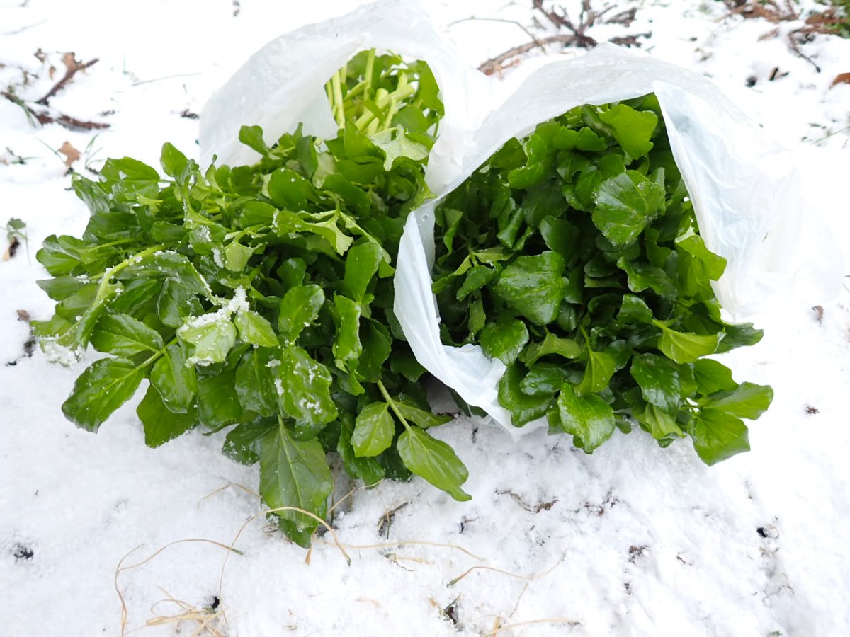 1954ny's tweet image. クレソン採取も冷たい季節となりました！📷