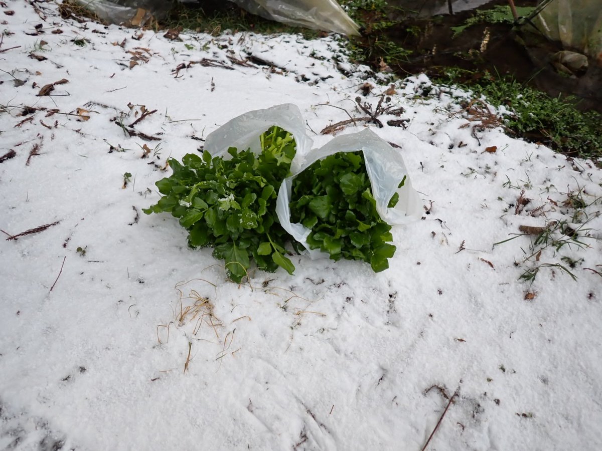 1954ny's tweet image. クレソン採取も冷たい季節となりました！📷