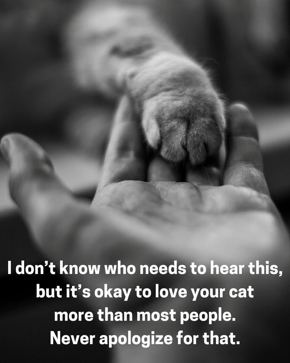 We don't deserve cats 😺 (@catsareblessing) on Twitter photo 