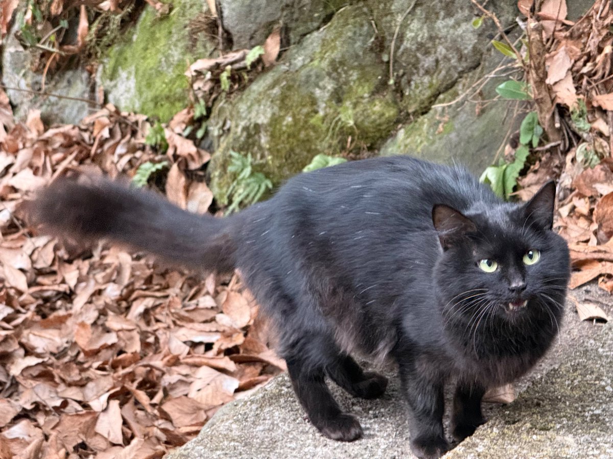 今年もかわいい黒猫ちゃんに会えました🐈‍⬛ お触りもできました👋