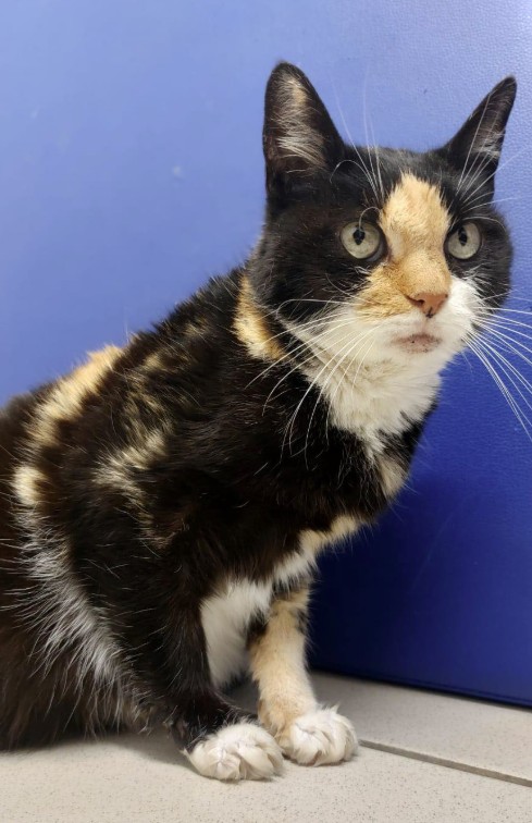 MissingTarn81's tweet image. 01.01.26 Trouvée chatte tricolore (je ne sais pas où précisément). #TARN Est chez le véto de Sémalens : facebook.com/CliniqueVeteri… #chat