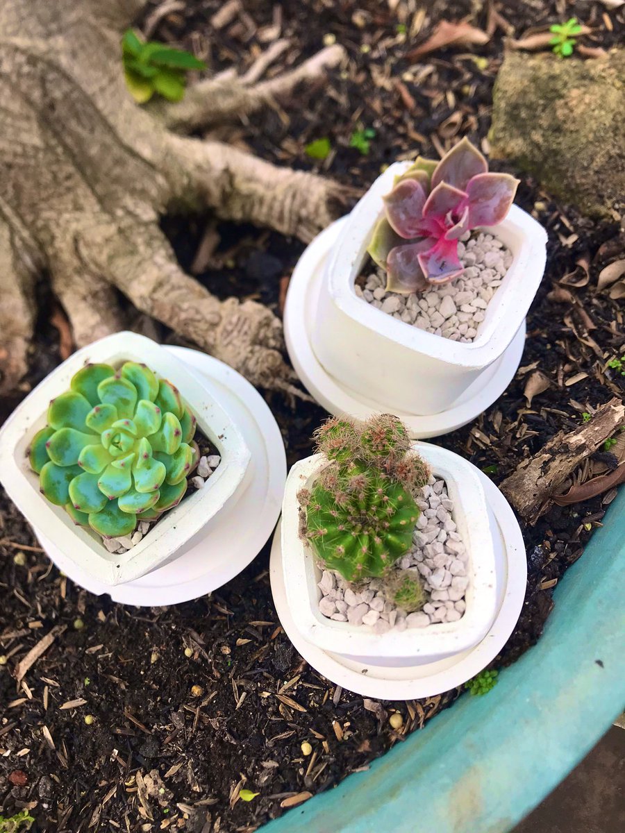 ammorph___'s tweet image. Maka mekarlah segala yang sakit
Maka tumbuhlah segala yang obati
🌱🪴🌷