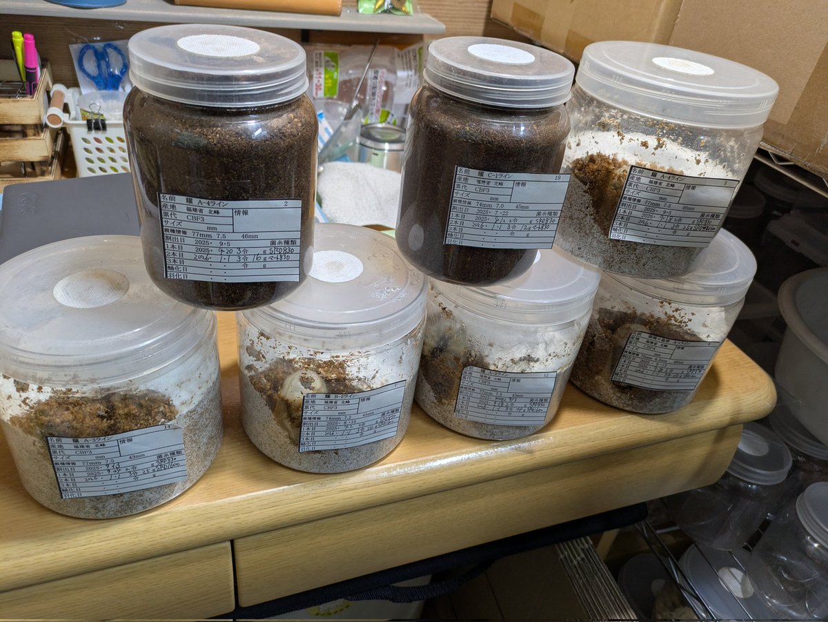 明けましておめでとうございます
新年早々ホペイのボトル交換しました。今回のボトルですが、オスは24〜25gメスは12gと16gで16gはもしかしたらオスかもです。30g超えを期待しましたが叶わずですね～