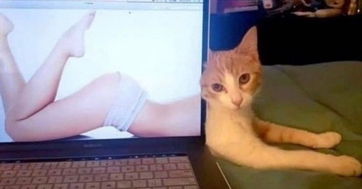 Punch Cat (@punchingcat) on Twitter photo 