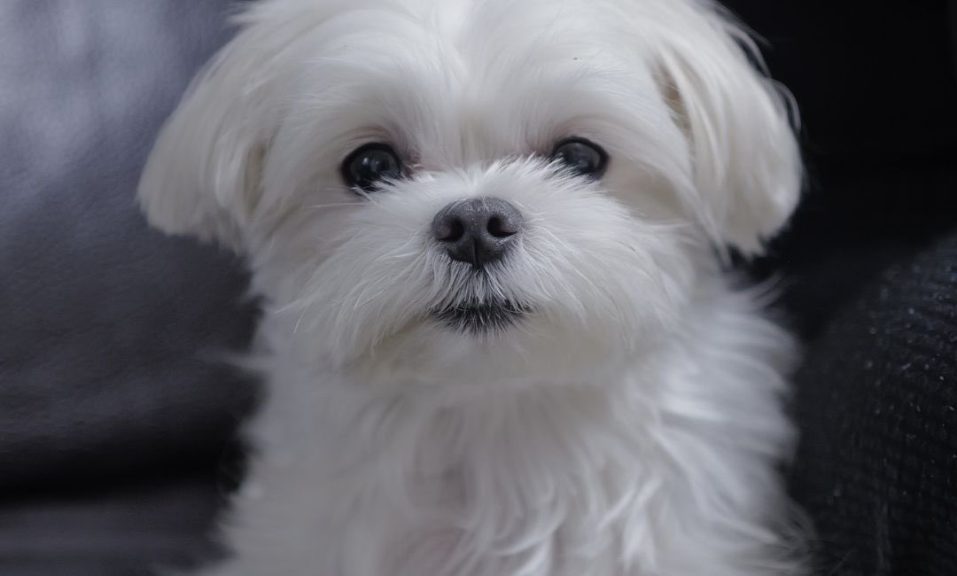 겨울이 못찍은 사진만 보내준거 같다고 겨울이 증명사진 보내줬는데 너무 귀여워ㅠㅠ