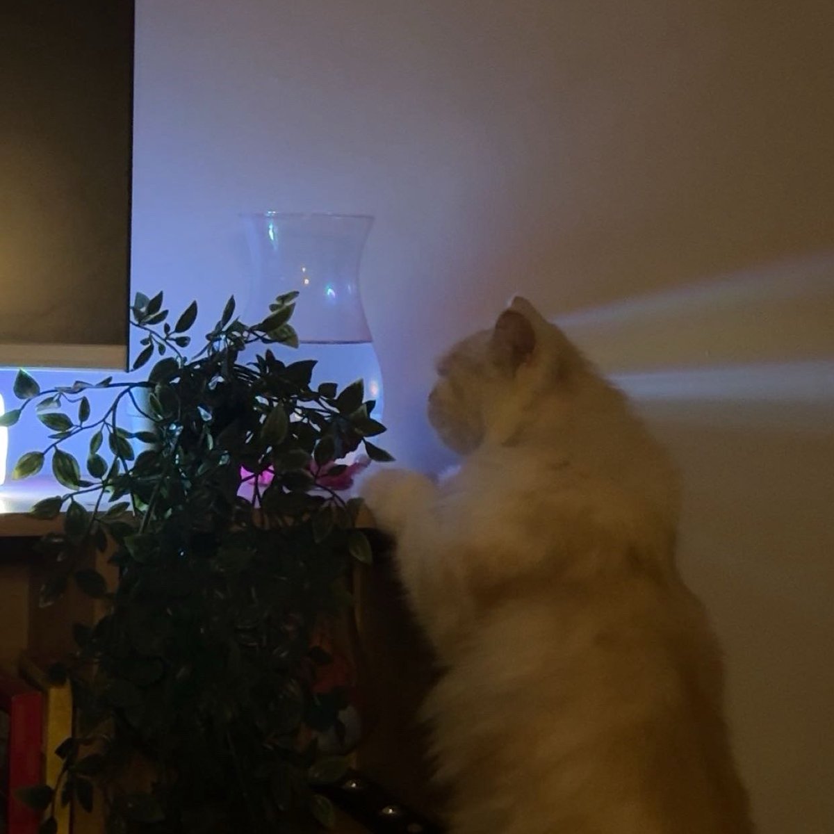 اُم لولي tweet media