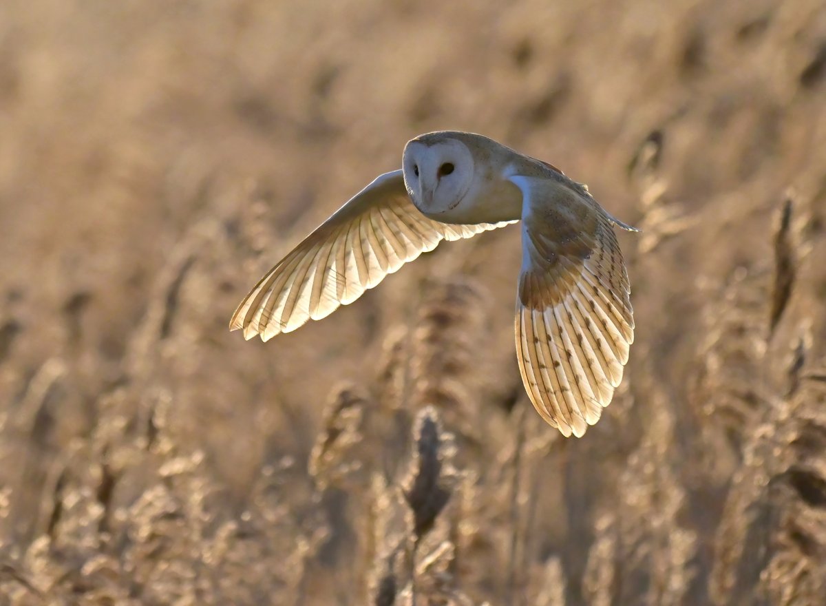 Carl Bovis tweet media