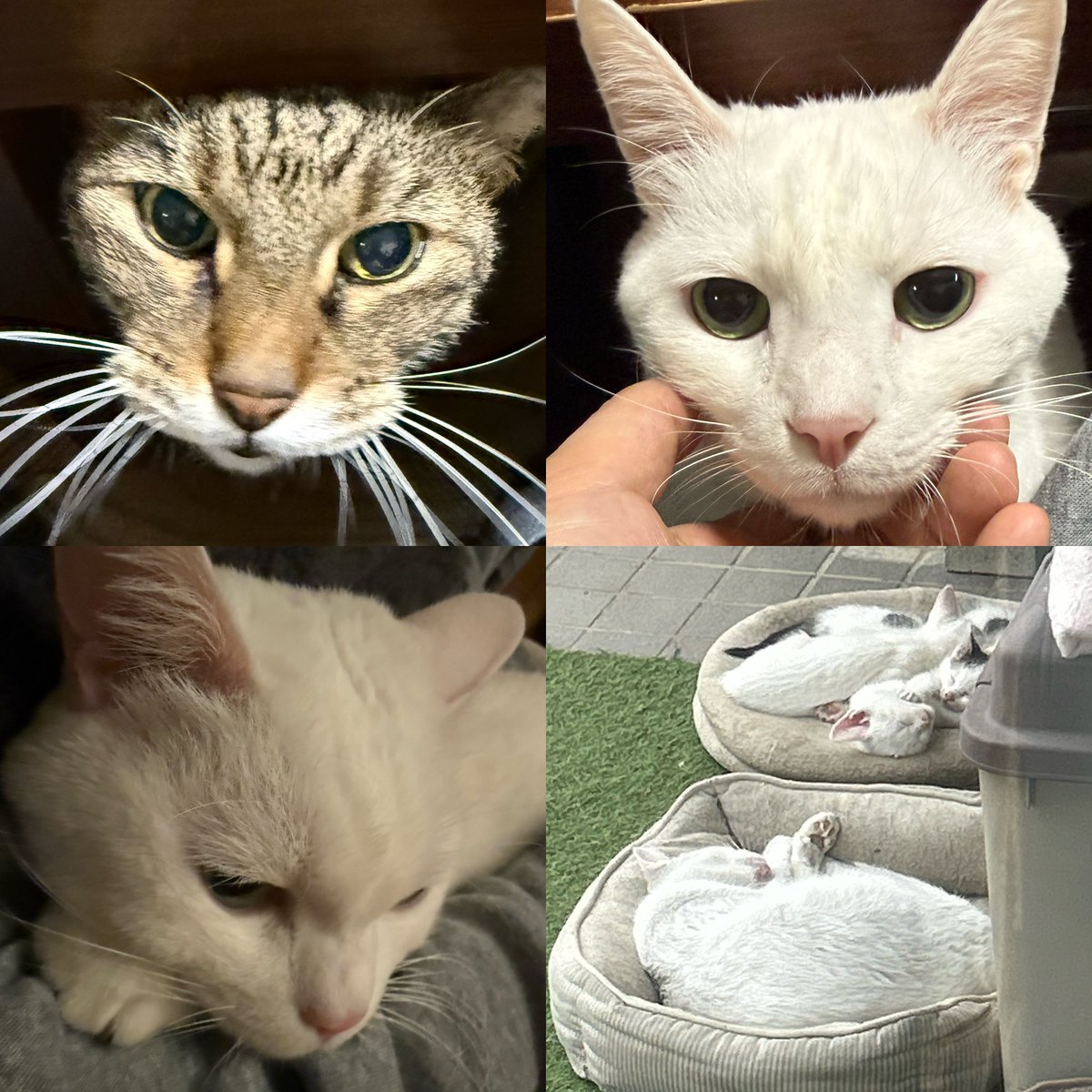 小﨑 康史 tweet media