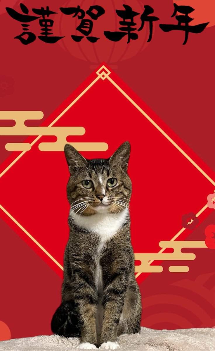 くまぽん (@KUA4P0N) / Posts / X