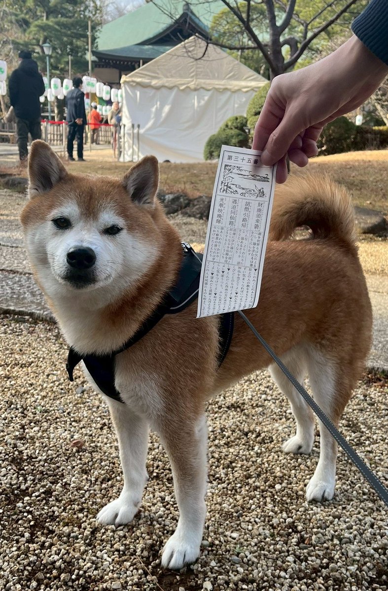 豆柴 でん (@den__0708) / Posts / X