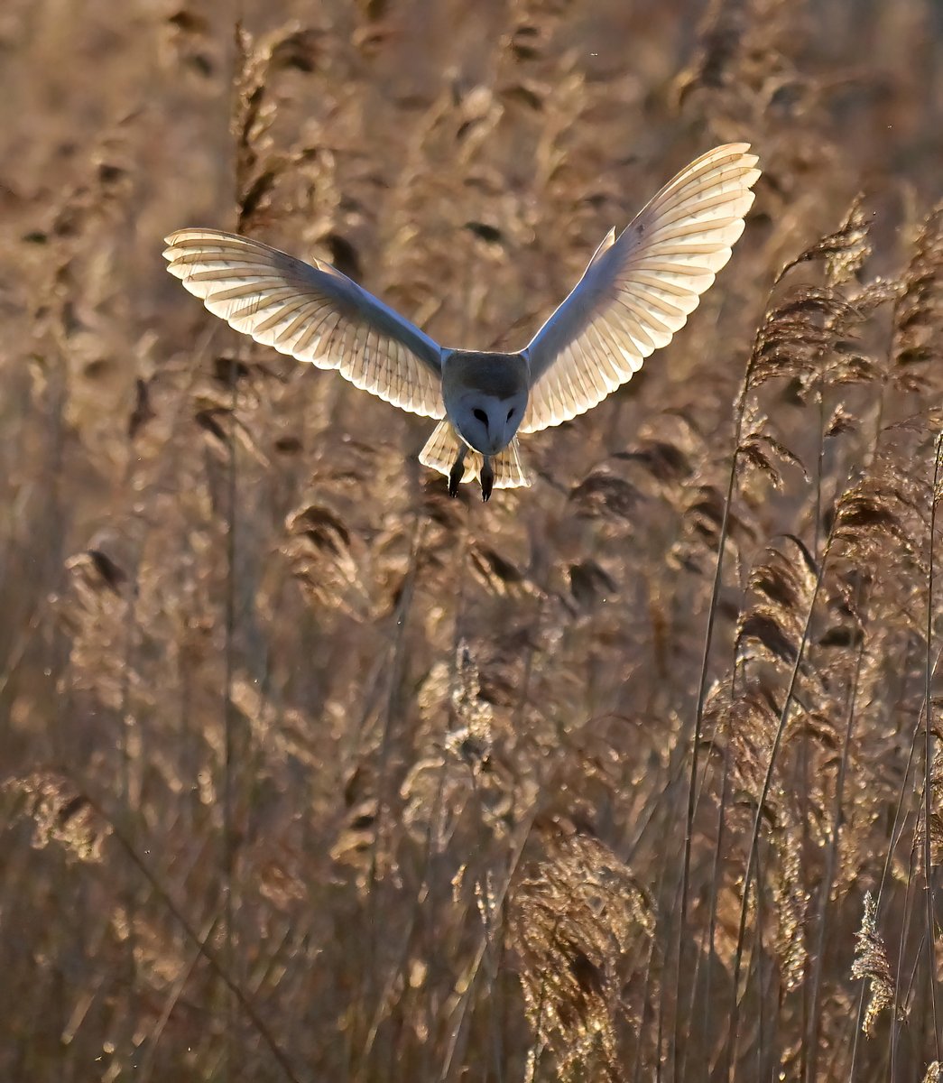 Carl Bovis tweet media