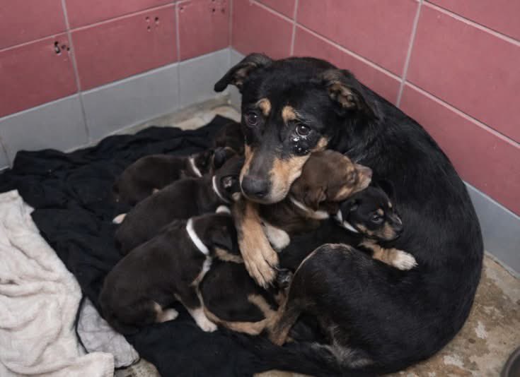 LoneStarChica's tweet image. A mother shielding her babies…
because she knows time is running out 💔 Friday 1/2 @ 1pm

Nell  #A2050276
3-year-old Hound mix | HW- | 47.2 lbs
Mom to 8 nursing puppies …cannot be separated or transported.

📍 BARC Animal Shelter, Houston TX
📧 barcfoster@houstontx.gov

🆘…