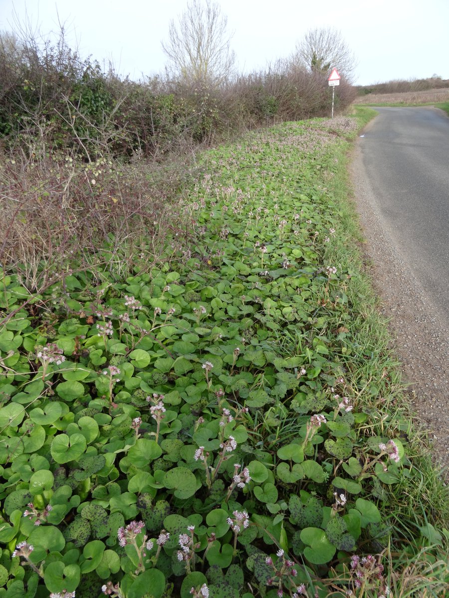 Irene Boston tweet media