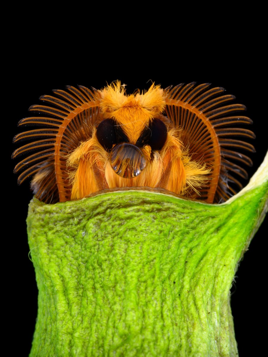 KUDO Seiya (@ze_ph) / Posts / X