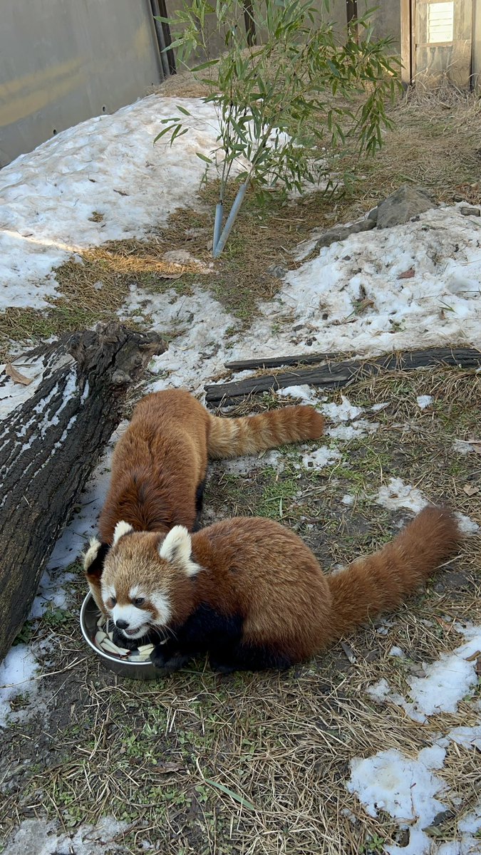 _takeman's tweet image. 2025年は、夏の山口旅行を契機に、パン活模様をお届けするようになり、フォロワーさんもたくさん、お陰様で増えてきていろんな方のレッサーたちを見られて「充！」いたしました。感謝。2026年は元旦から茶臼山、ミロくんに会ってきました。今年もパン活模様、上げていきます。よろしくお願いします。